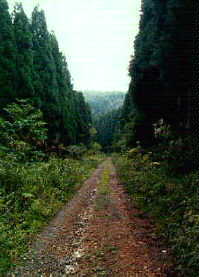 名田庄村側の林道