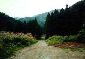 京都側の林道